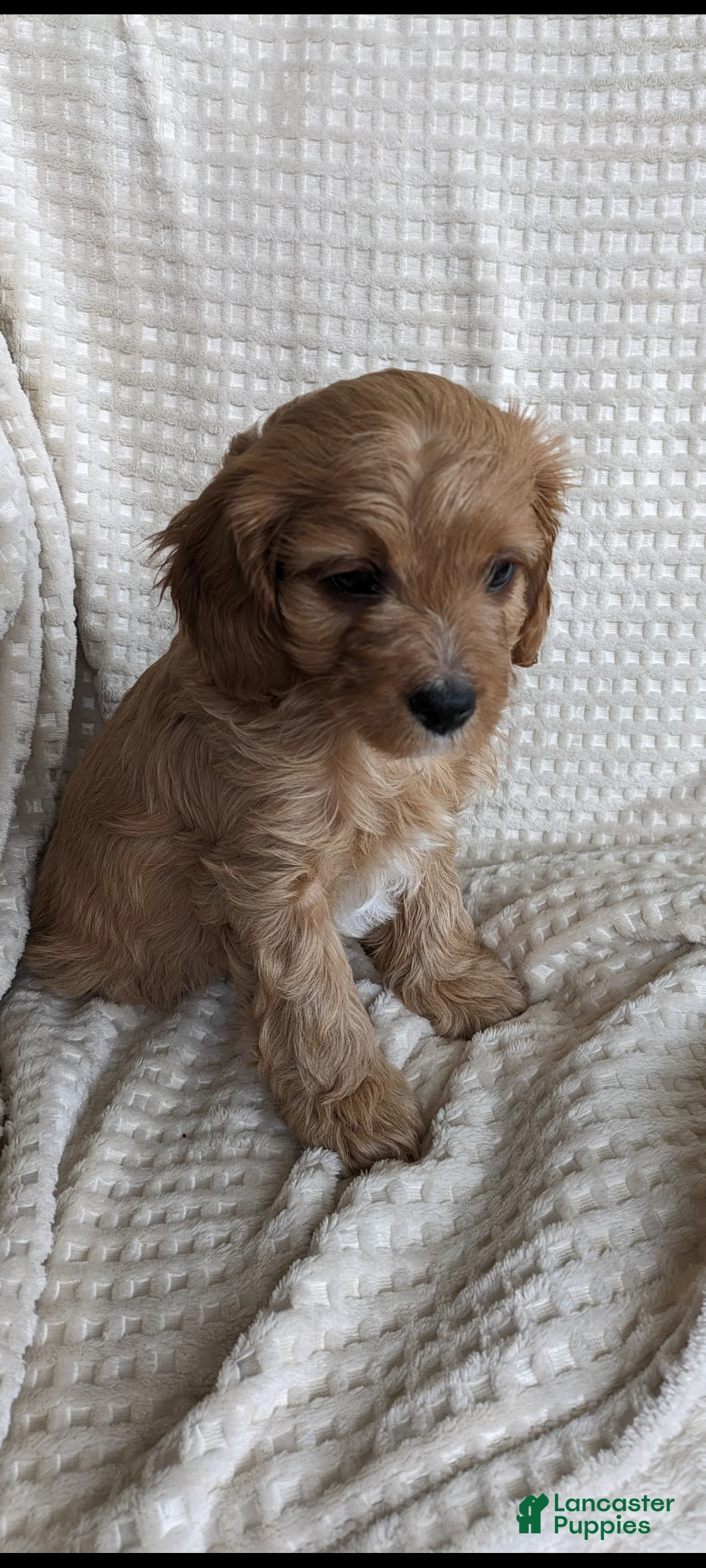 Cavapoo dogs for sale: Hunter  - Ad 2
