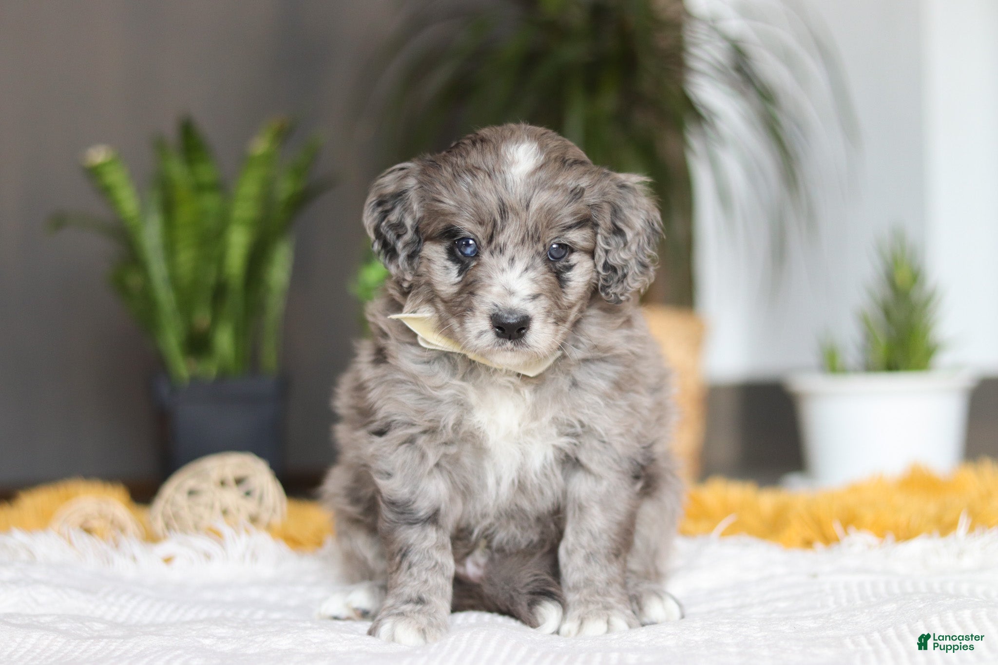 Mixed Breed dogs Canyon - Ad 1