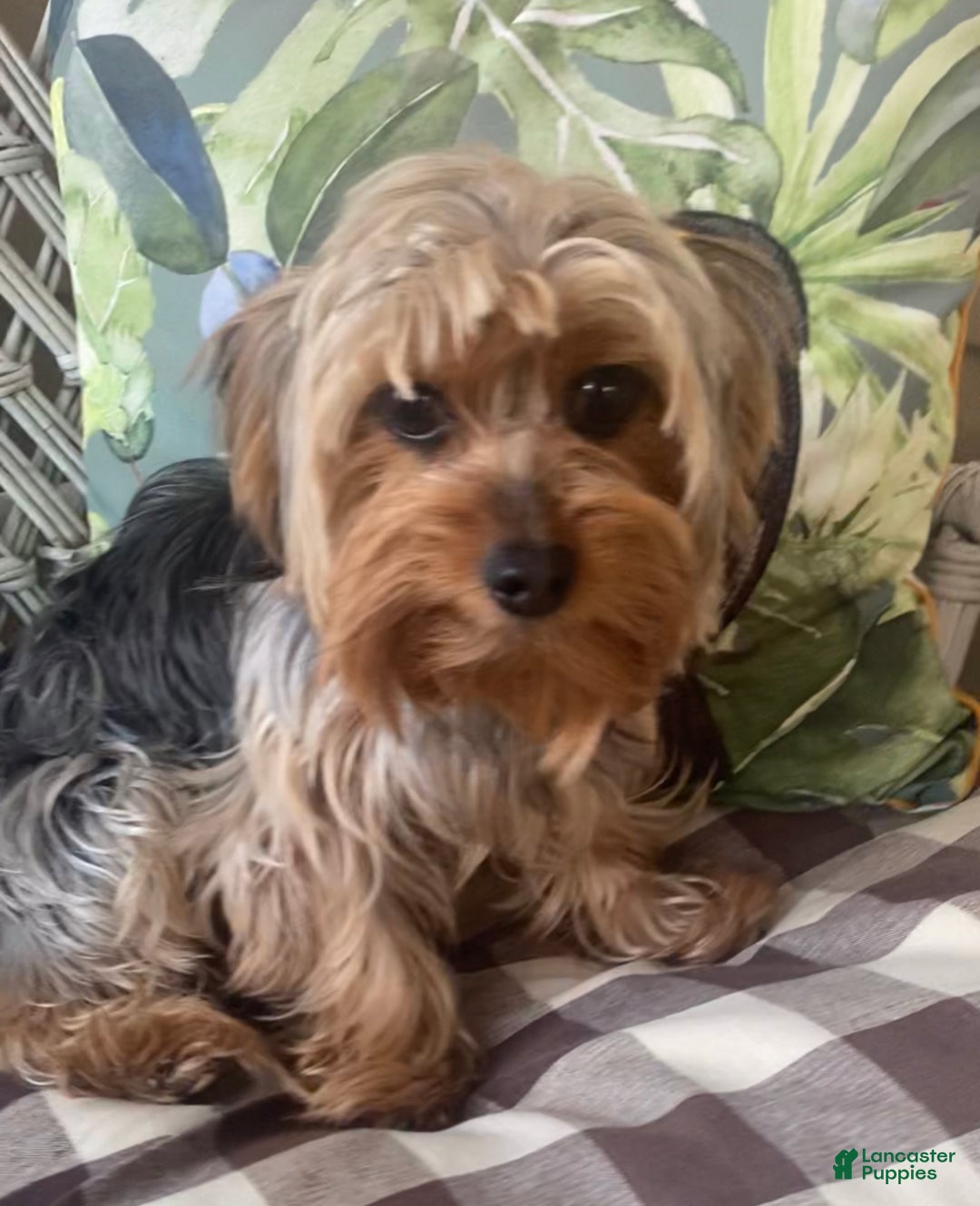 Shorkie dogs for sale: Loki  - Ad 9
