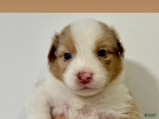 Australian Shepherd dogs - Ad 14