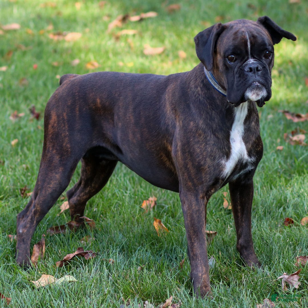Boxer dogs for sale: Ginger - Ad 5