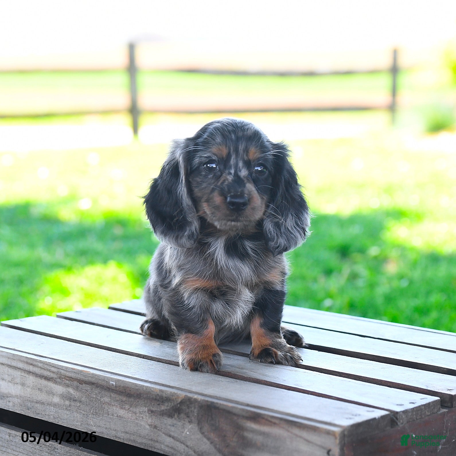 Miniature Dachshund dogs for sale: Shelby - Ad 3