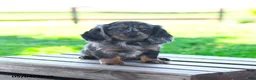 Miniature Dachshund dogs for sale: Shelby - Ad 1