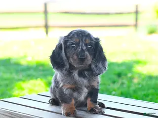 Miniature Dachshund dogs for sale: Shelby - Ad 3