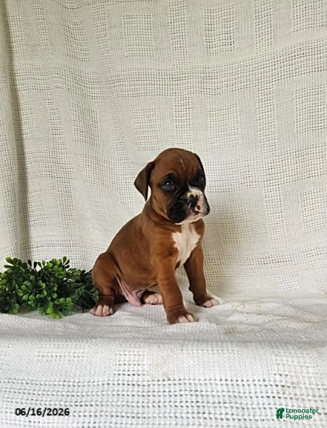 Boxer dogs for sale: Casey - Ad 1
