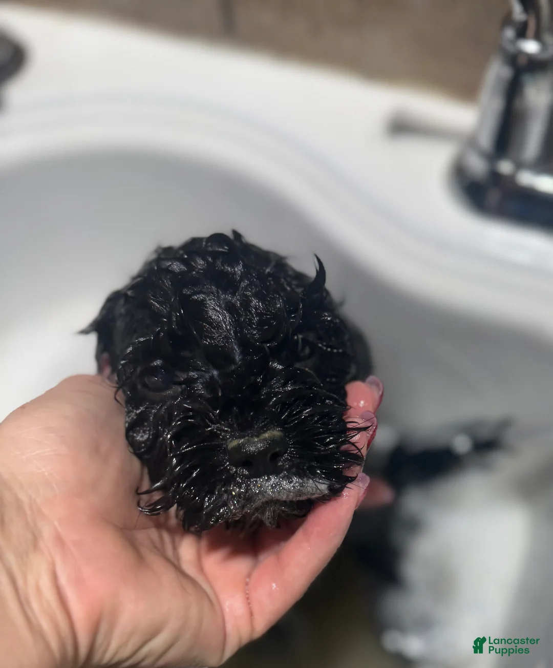Cockapoo dogs for sale: Cockapoo Puppy 1 - Ad 3