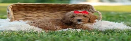 Miniature Poodle dogs for sale: Tyson 💙✨ - Ad 7