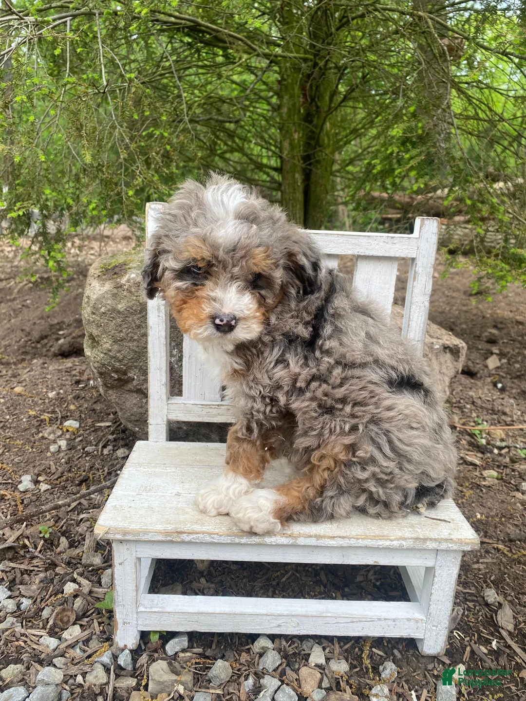 Bernedoodle dogs for sale: Rocky - Ad 2