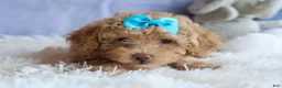 Miniature Poodle dogs for sale: ARCHIE - Ad 6