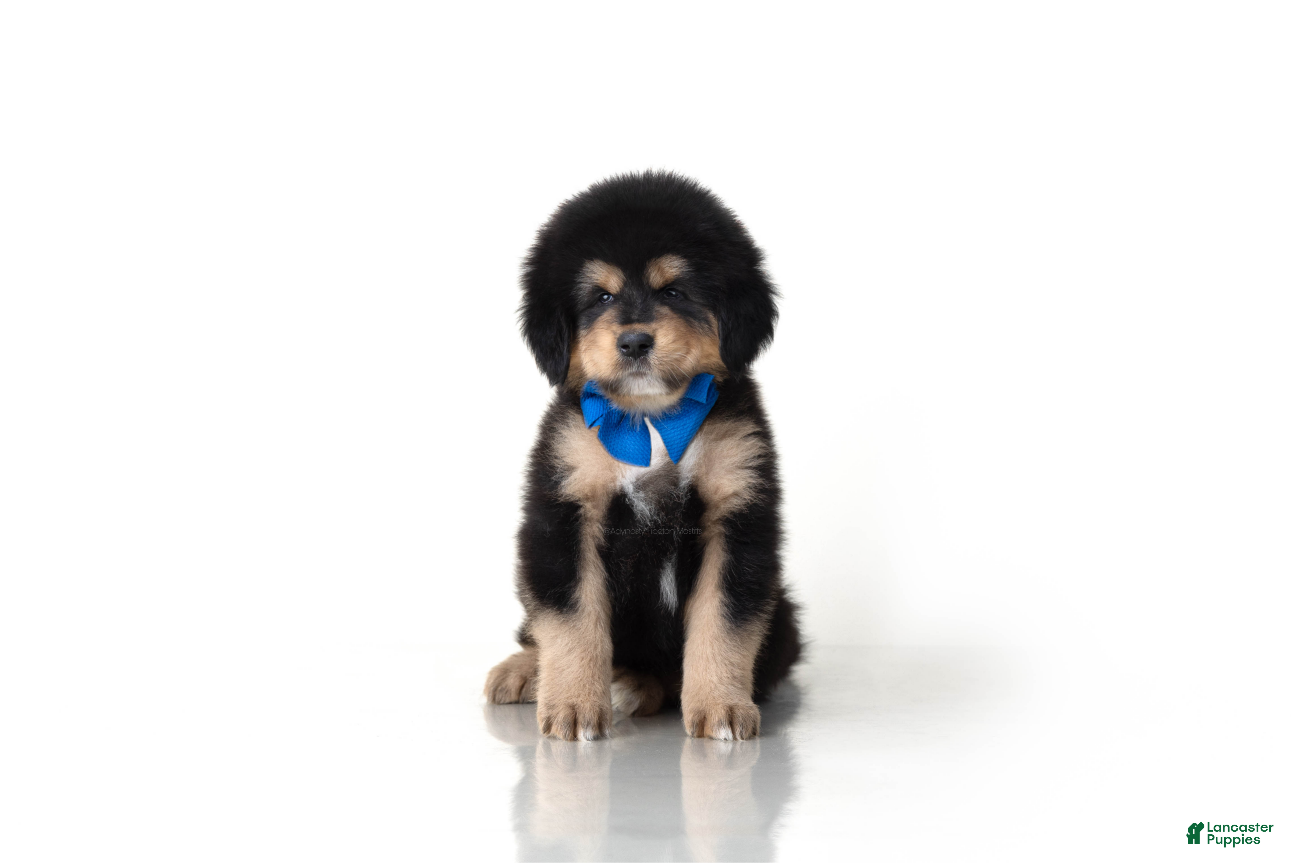 Tibetan Mastiff dogs Tibetan Mastiff Puppy | Blue Boy  - Ad 1