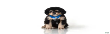 Tibetan Mastiff Puppy | Blue Boy 