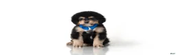 Tibetan Mastiff dogs for sale: Tibetan Mastiff Puppy | Blue Boy  - Ad 1