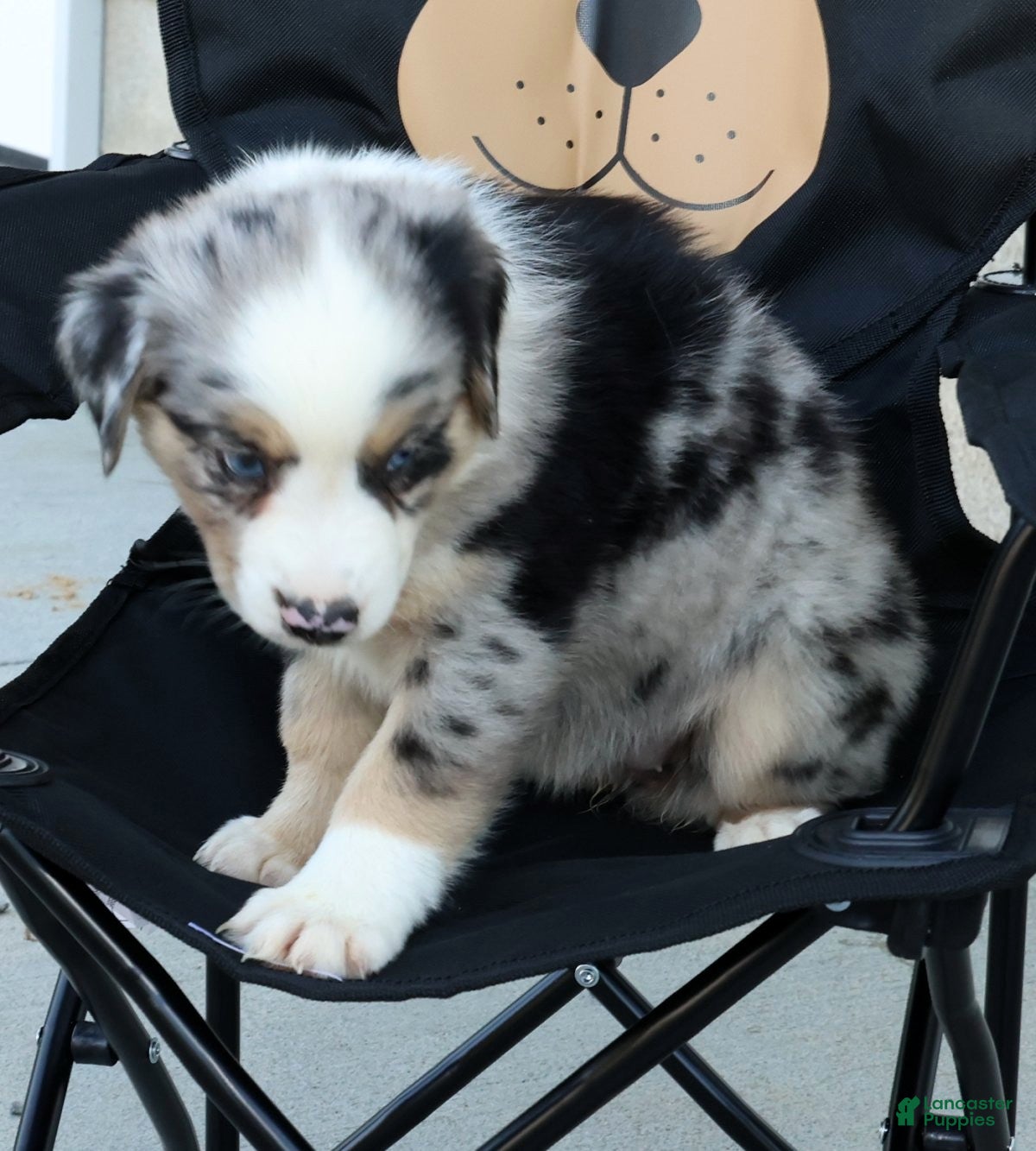 Miniature Australian Shepherd dogs for sale: Tina - Ad 8