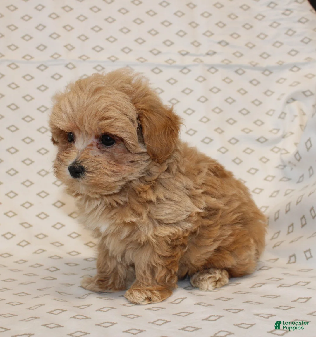 Maltipoo dogs for sale: Markie - Ad 7