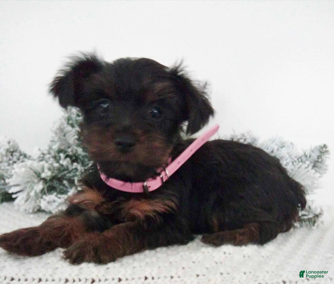 Yorkshire Terrier dogs for sale: Jerry - Ad 8