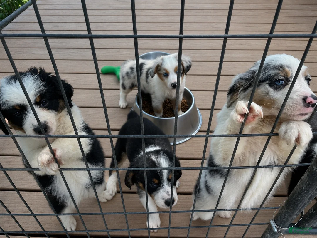 Miniature Australian Shepherd dogs for sale: Miniature Australian Shepherd 1 - Ad 1