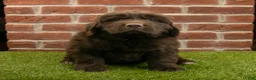 Newfoundland dogs for sale: Dexter - Ad 2