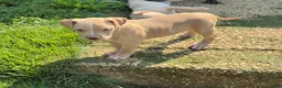 American Bully dogs for sale: Butterscotch - Ad 3