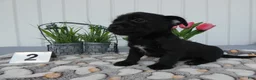 Chorkie dogs for sale: Chorkie 1 Carmelo - Ad 4