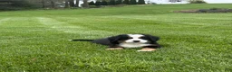 Bernese Mountain Dog dogs for sale: Tulip - Ad 6