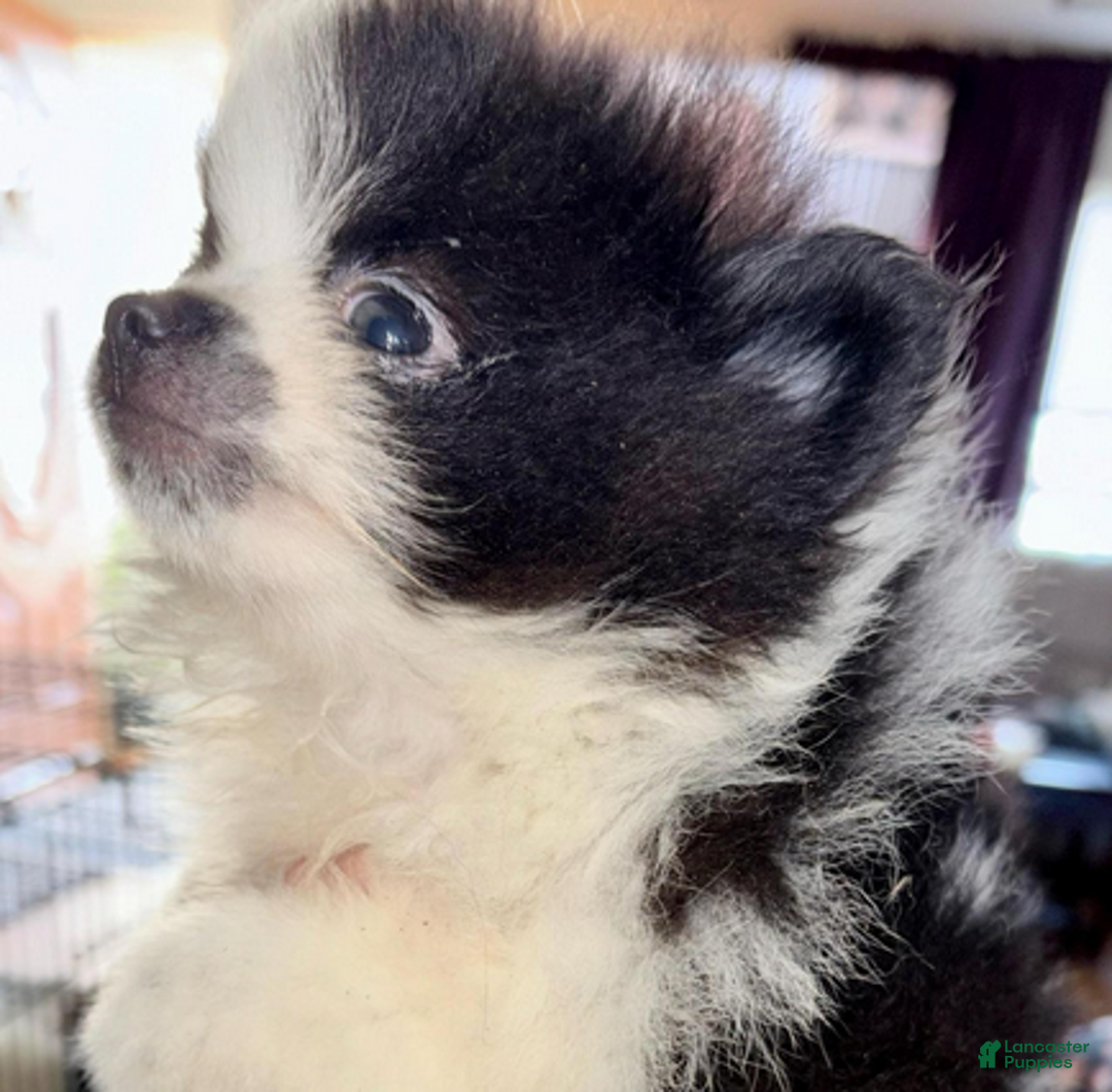 Pomeranian dogs for sale: Timber - in love - Ad 4