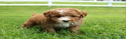Miniature Poodle dogs for sale: AKC Blaze - Ad 11