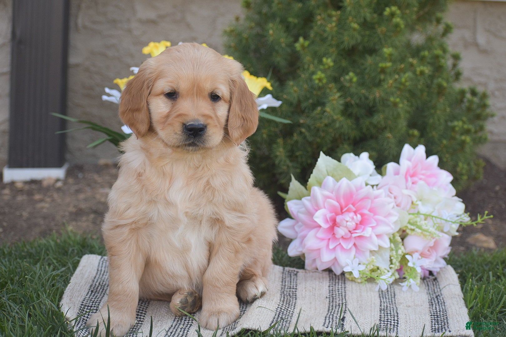 Golden Retriever dogs Mason - Ad 1