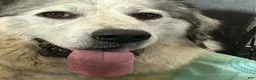 Great Pyrenees dogs for sale: Charlie - Ad 2