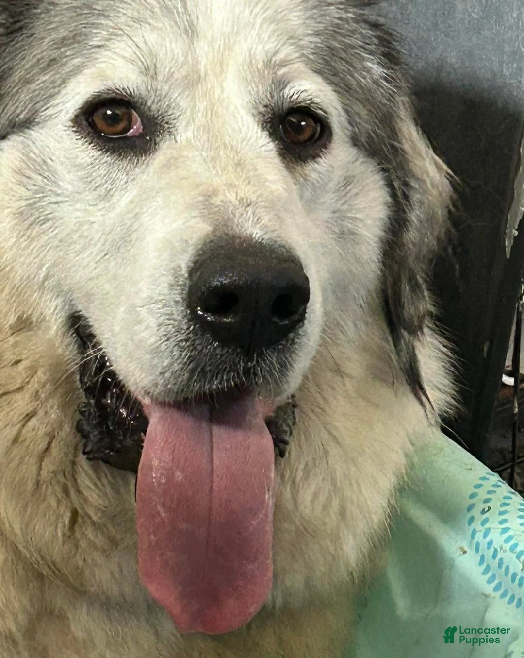 Great Pyrenees dogs for sale: Charlie - Ad 2