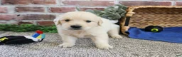 Golden Retriever dogs for sale: Gilbert - Ad 2