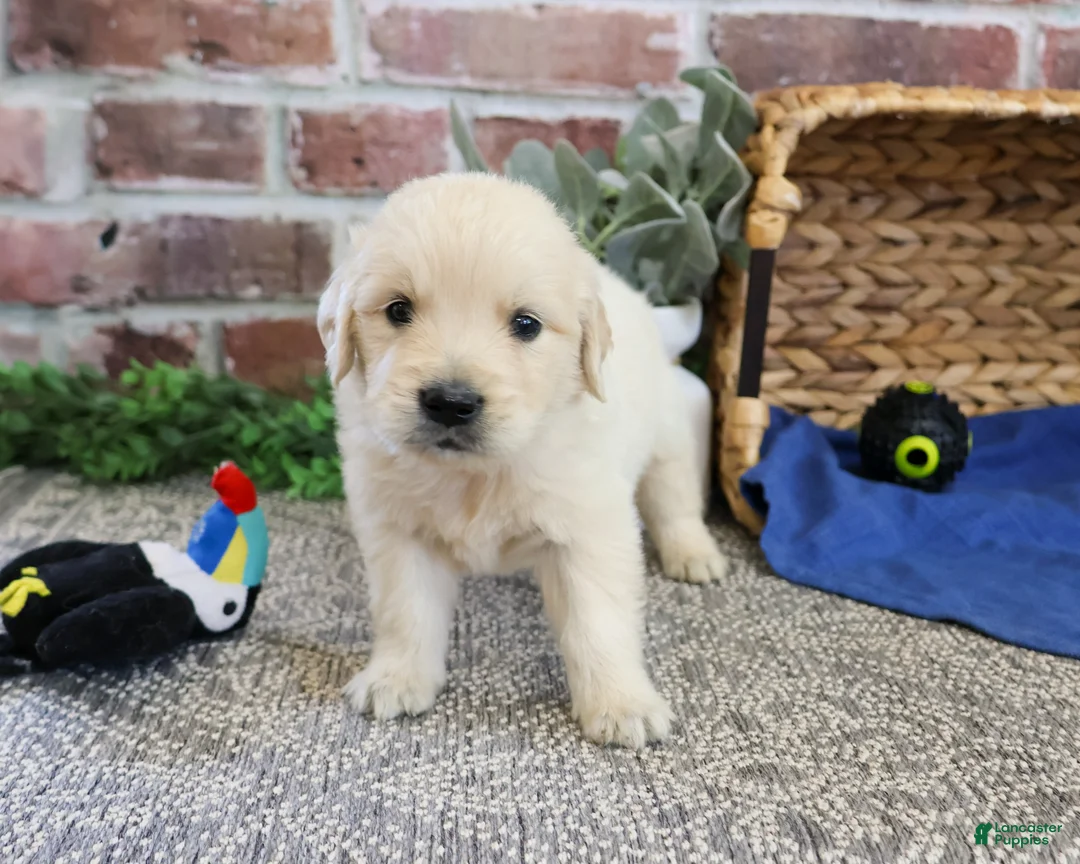 Golden Retriever dogs for sale: Gilbert - Ad 2