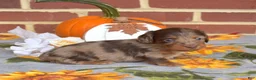 Miniature Dachshund dogs for sale: Truffle - Ad 3