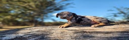 Catahoula Leopard Dog dogs for sale: Houdini 2025 Female 1 - Ad 9