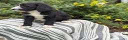 Mixed Breed dogs for sale: Gertie - Ad 9
