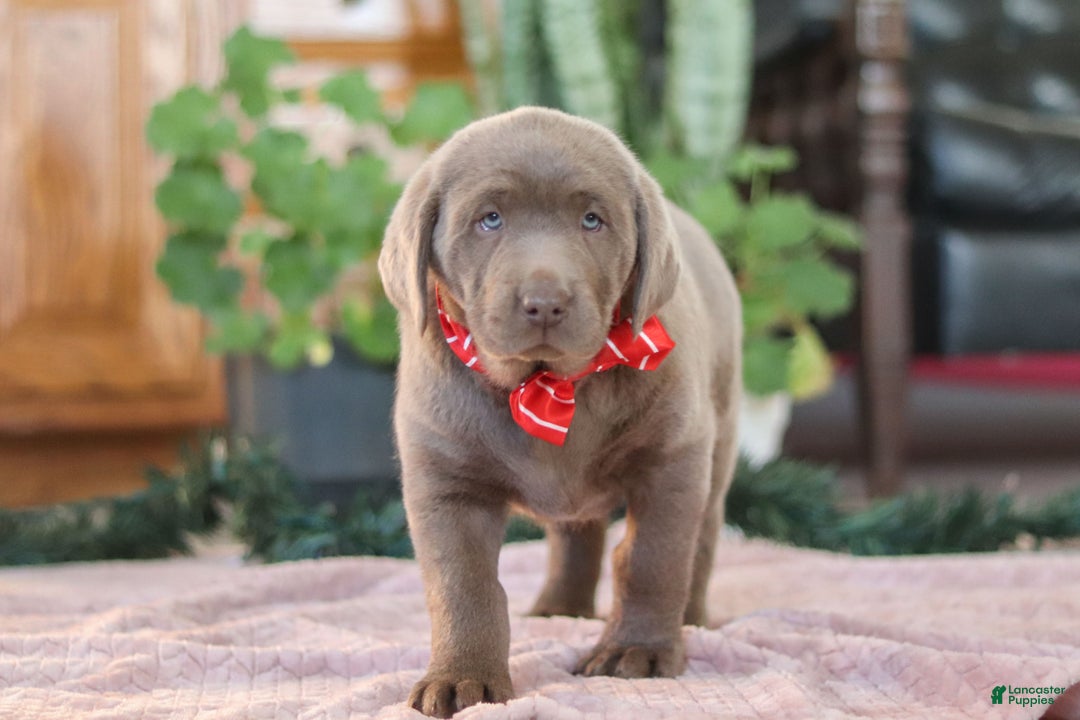 Labrador Retriever dogs for sale: Jingle Bell - Ad 8