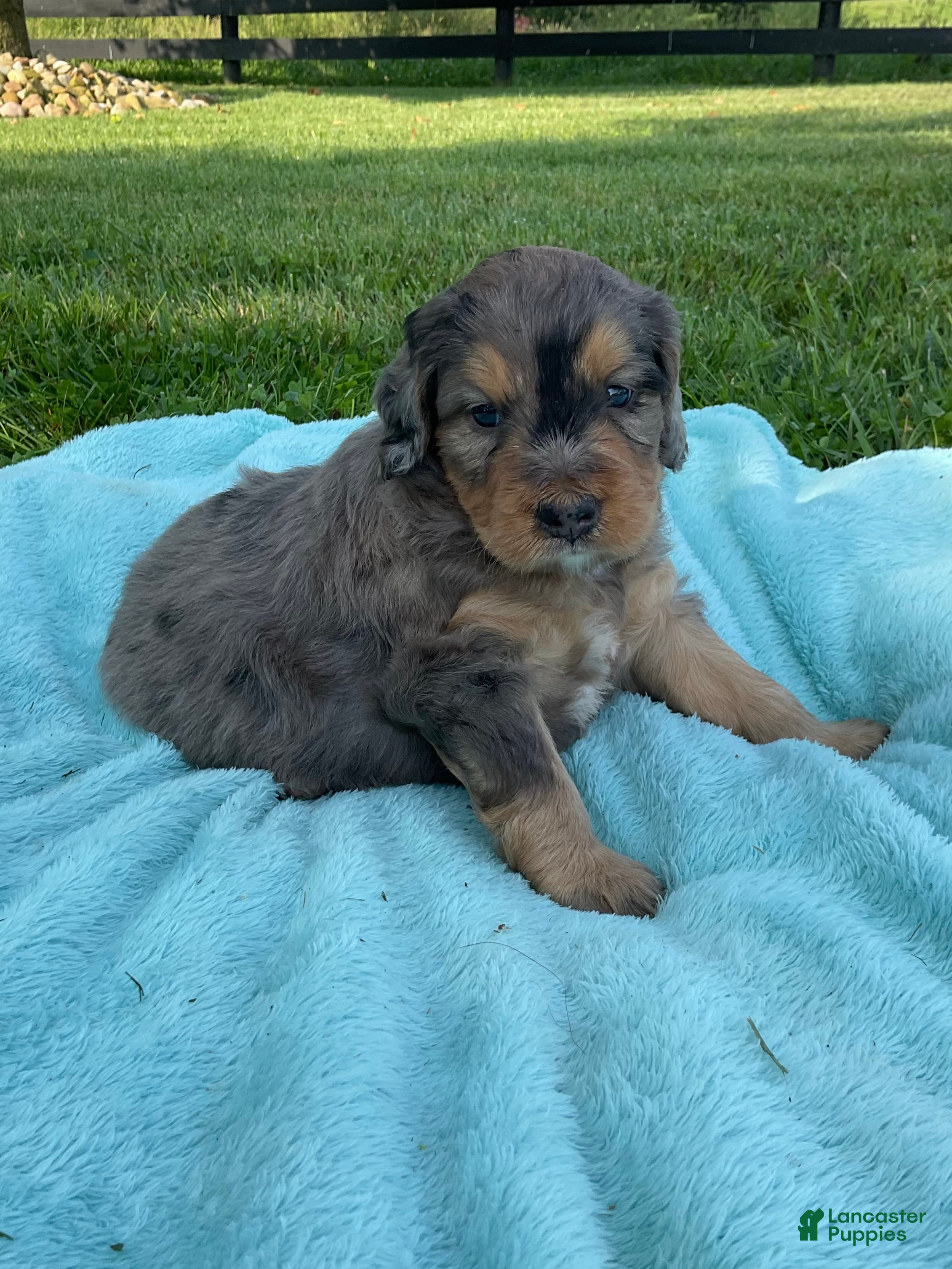 Mini Bernedoodle dogs Cody - Ad 1
