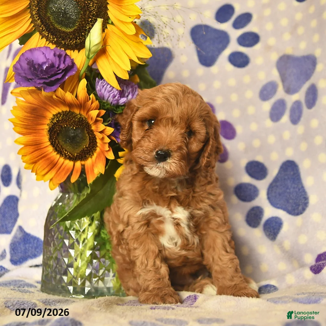 Cockapoo dogs for sale: Amber  - Ad 1