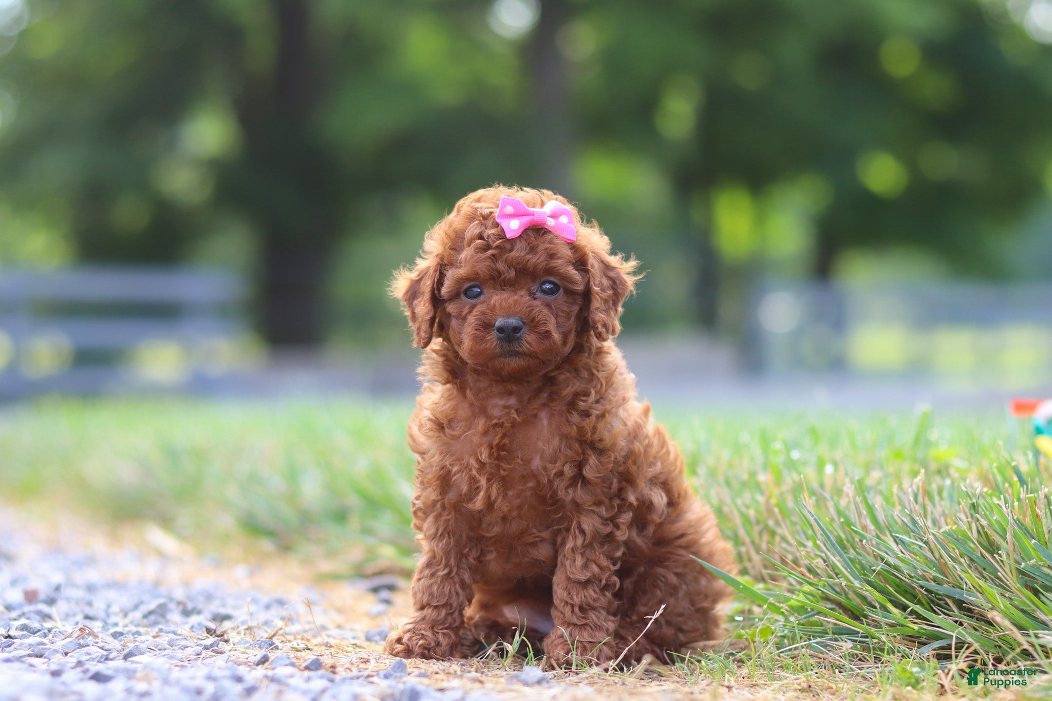 Cavapoo dogs Poppy - Ad 2