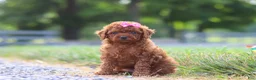 Cavapoo dogs for sale: Poppy - Ad 2