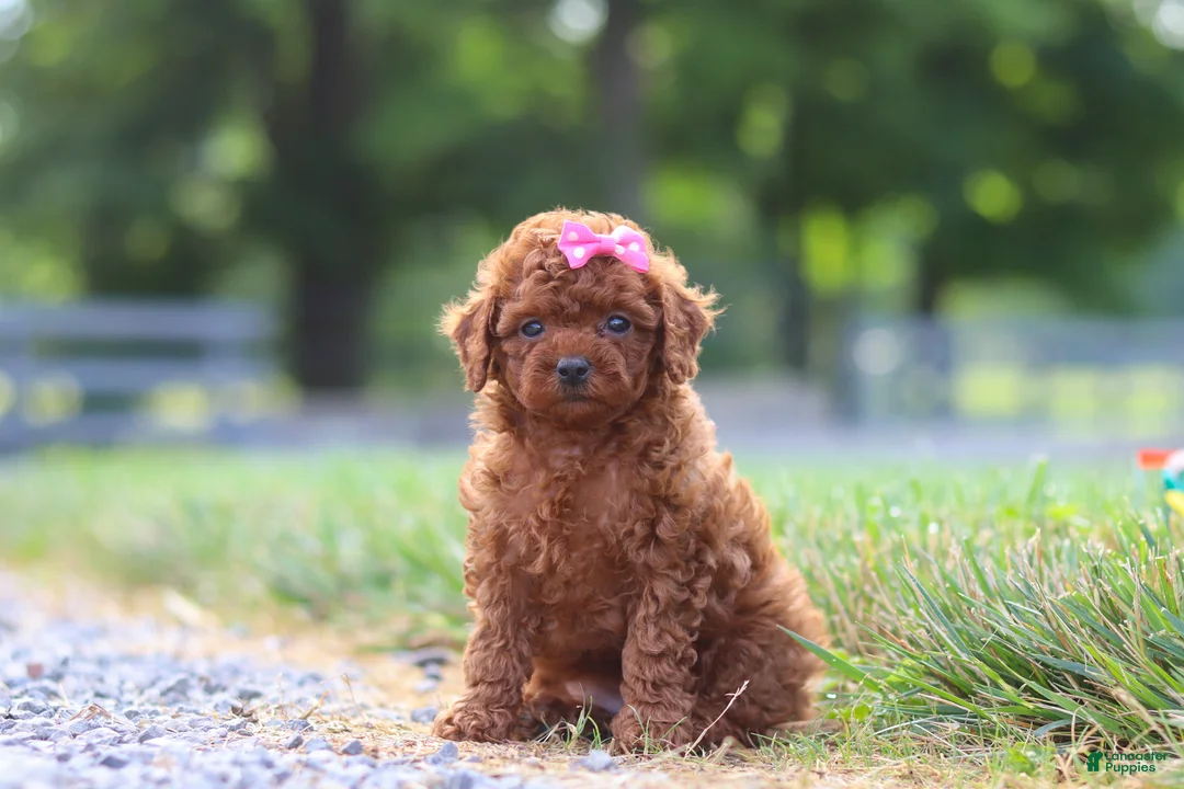 Cavapoo dogs for sale: Poppy - Ad 2