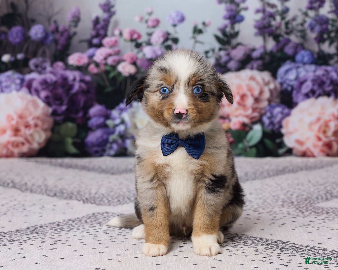 Miniature Australian Shepherd dogs Rex - Ad 1