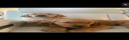 Golden Retriever dogs for sale: Golden Retriever 1 - Ad 3