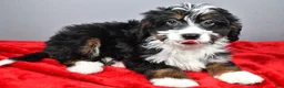 Mini Bernedoodle dogs for sale: Emily - Ad 7
