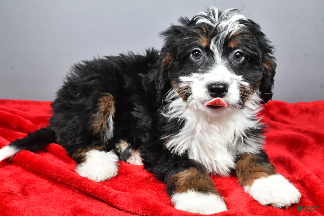 Mini Bernedoodle dogs for sale: Emily - Ad 7