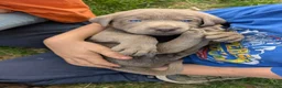 Labrador Retriever dogs for sale: Nemo - Ad 3