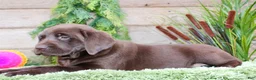 Labrador Retriever dogs for sale: Lula - Ad 3