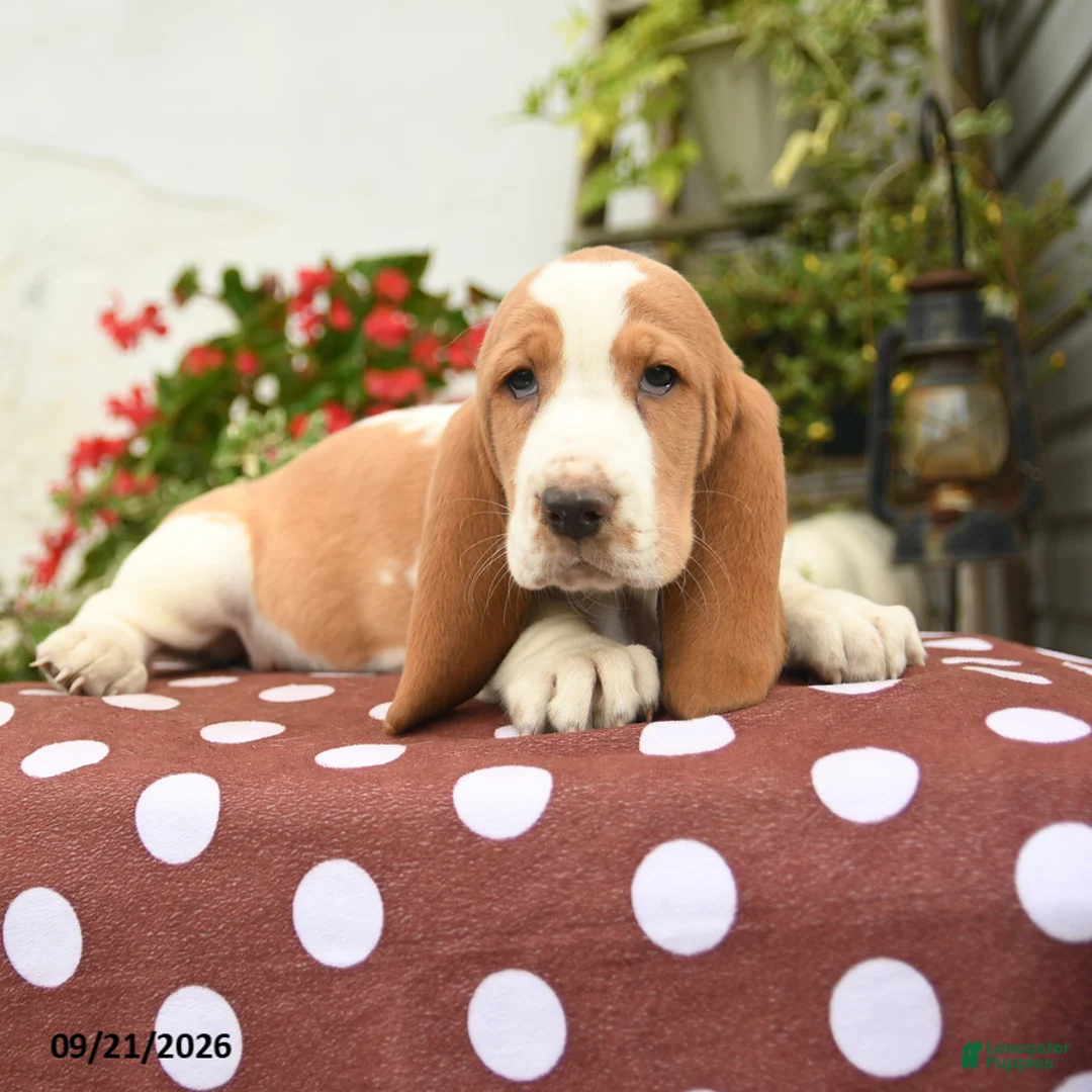 Basset Hound dogs for sale: Hagar - Ad 2