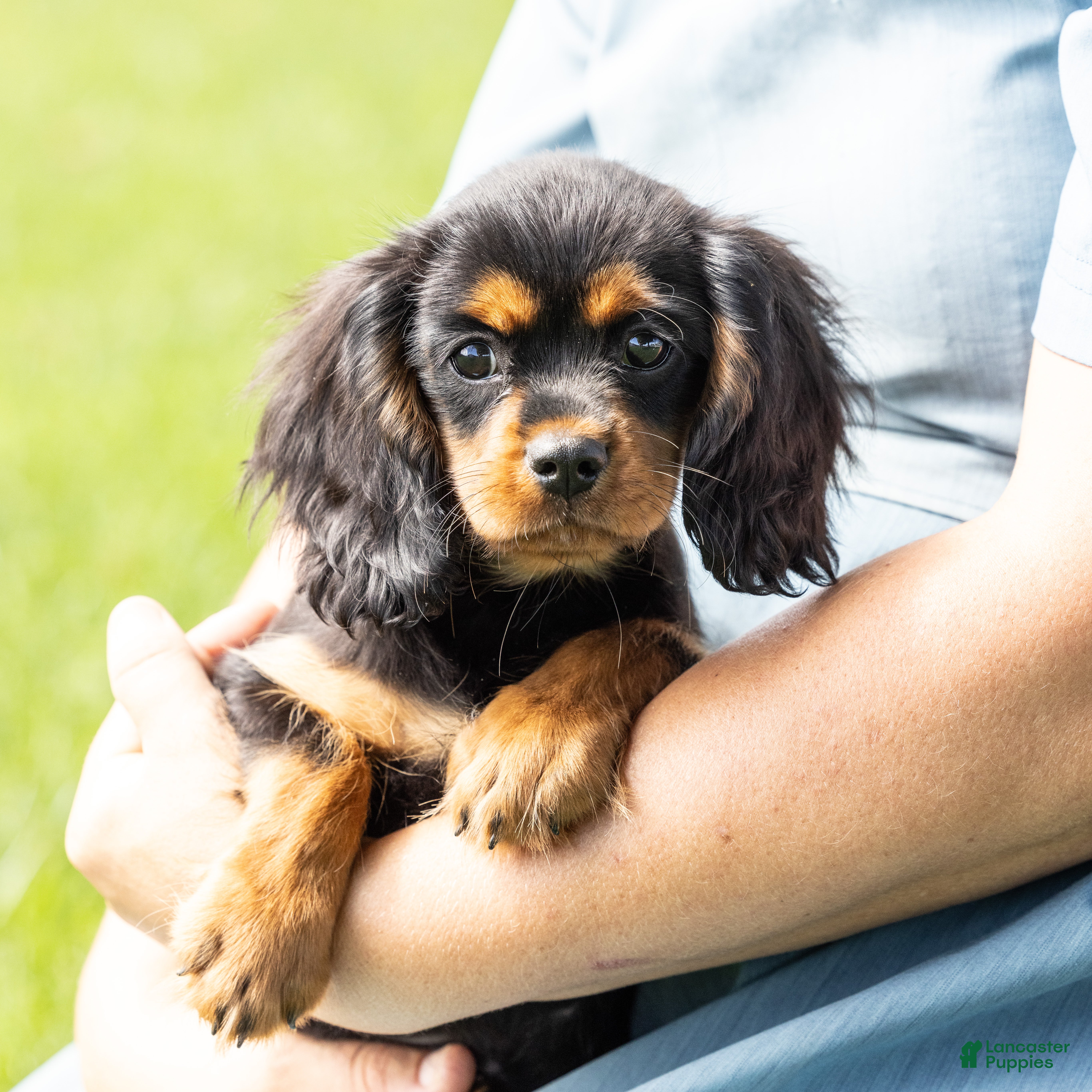 Cavalier King Charles Spaniel dogs Waldo - Ad 2