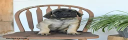 English Mastiff dogs for sale: Micah - Ad 5