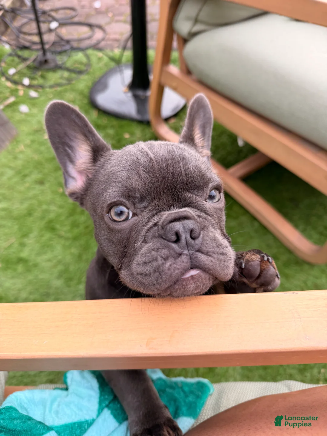 French Bulldog dogs for sale: French Bulldog Puppy 1 - Ad 2